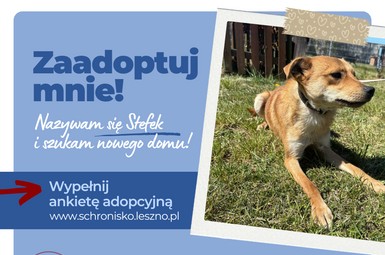 Stefek szuka domu!