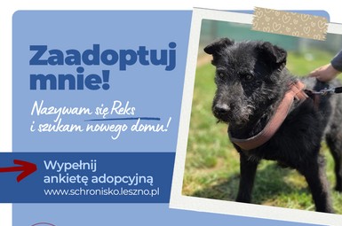 Reks szuka towarzysza!