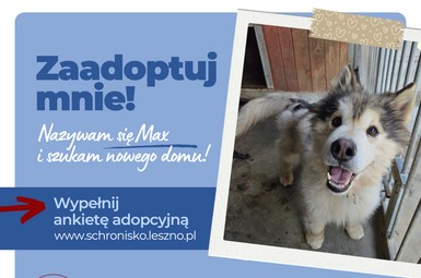 Max szuka domu!