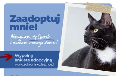 Guzik szuka domu!
