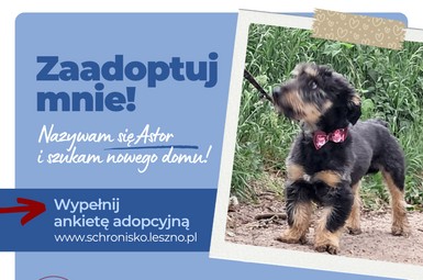 Astor szuka domu