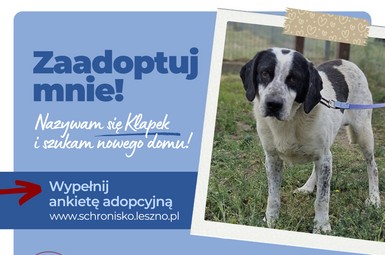 Kłapek szuka domu