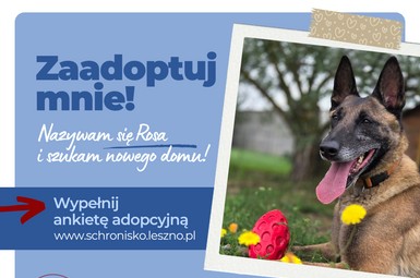 Niezwykła Rosa szuka swojego człowieka