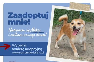 Aleksa szuka nowego domu