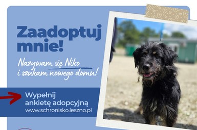 Niko szuka domu