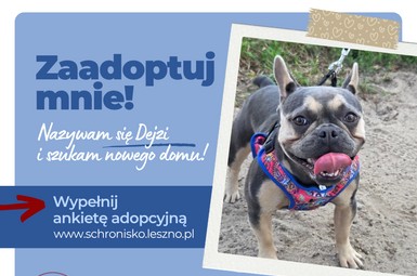 Dejzi szuka domu